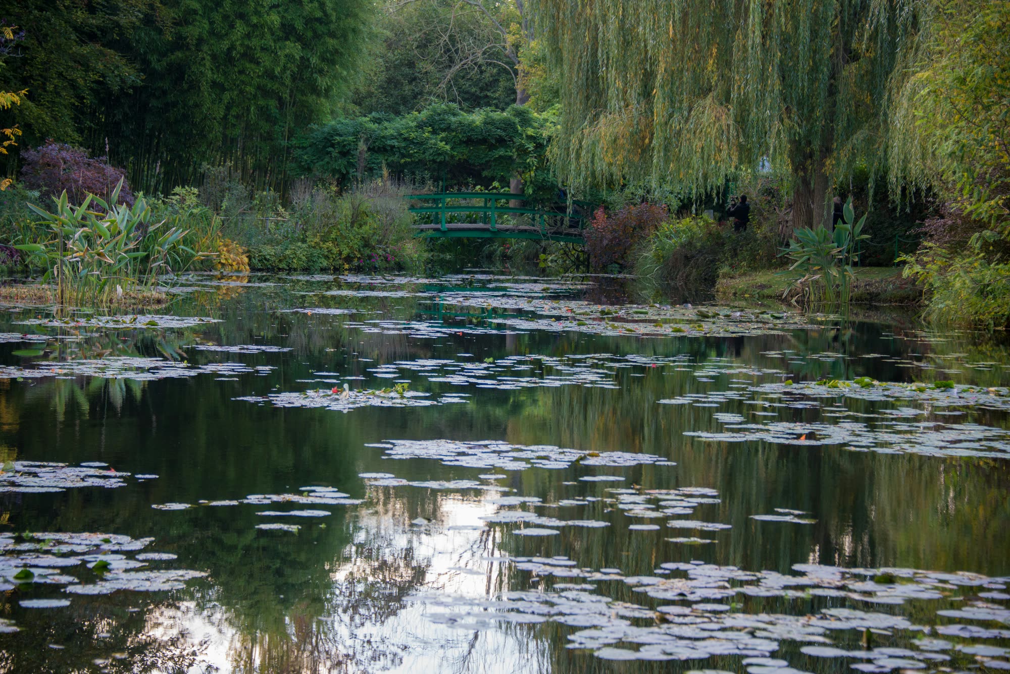 Monet's water garden at Giverny, the green Japanese bridge behind a pond covered in lilies and willow reflections